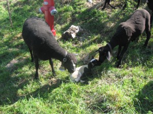 Schaf mit Laemmer